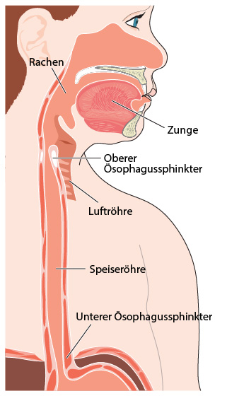 Speiseröhre und obere Atemwege